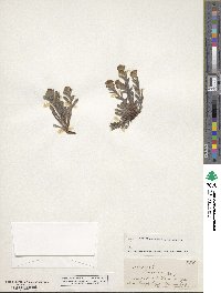 Image of Myosotis traversii