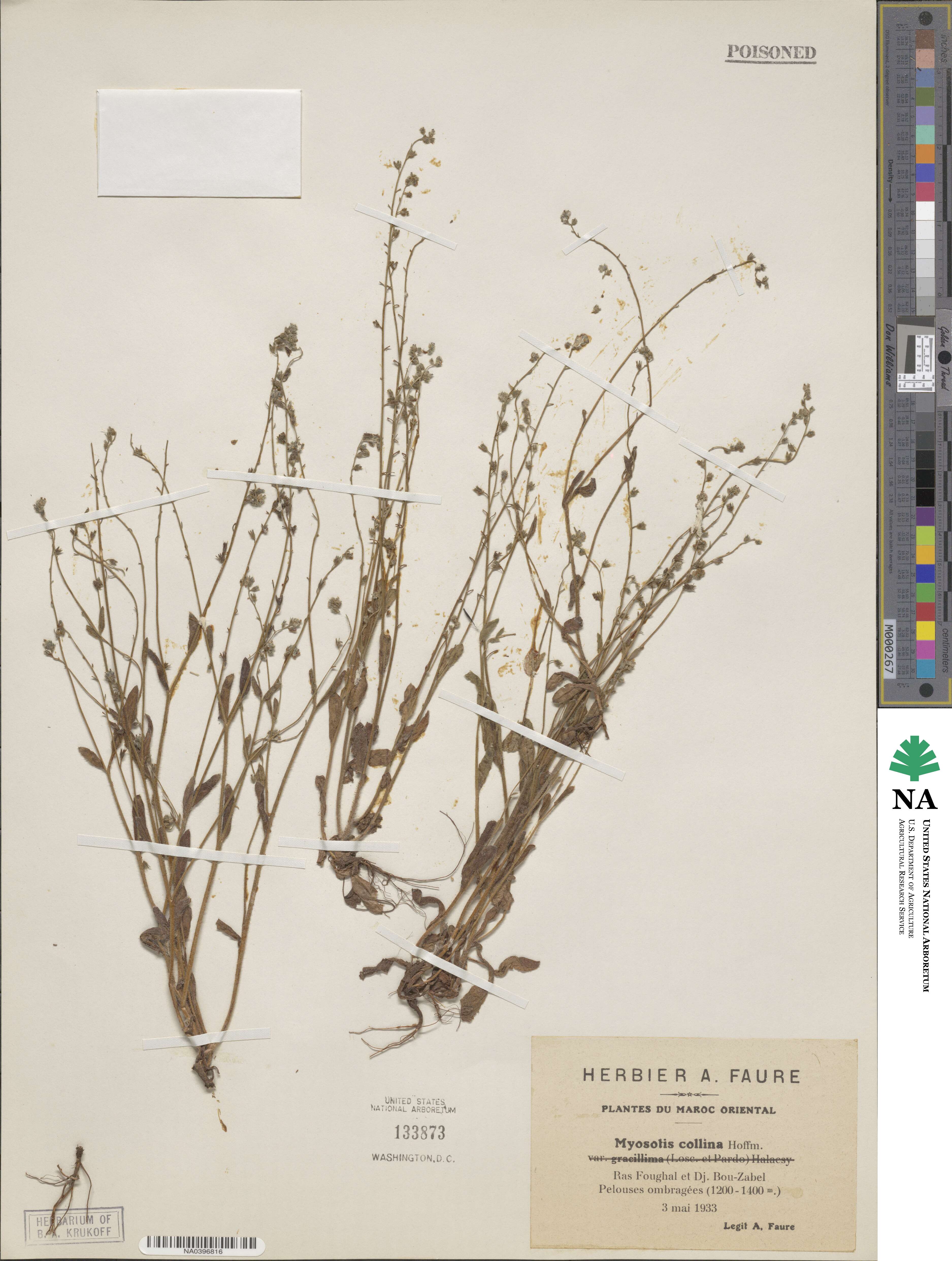 Myosotis ramosissima subsp. ramosissima image