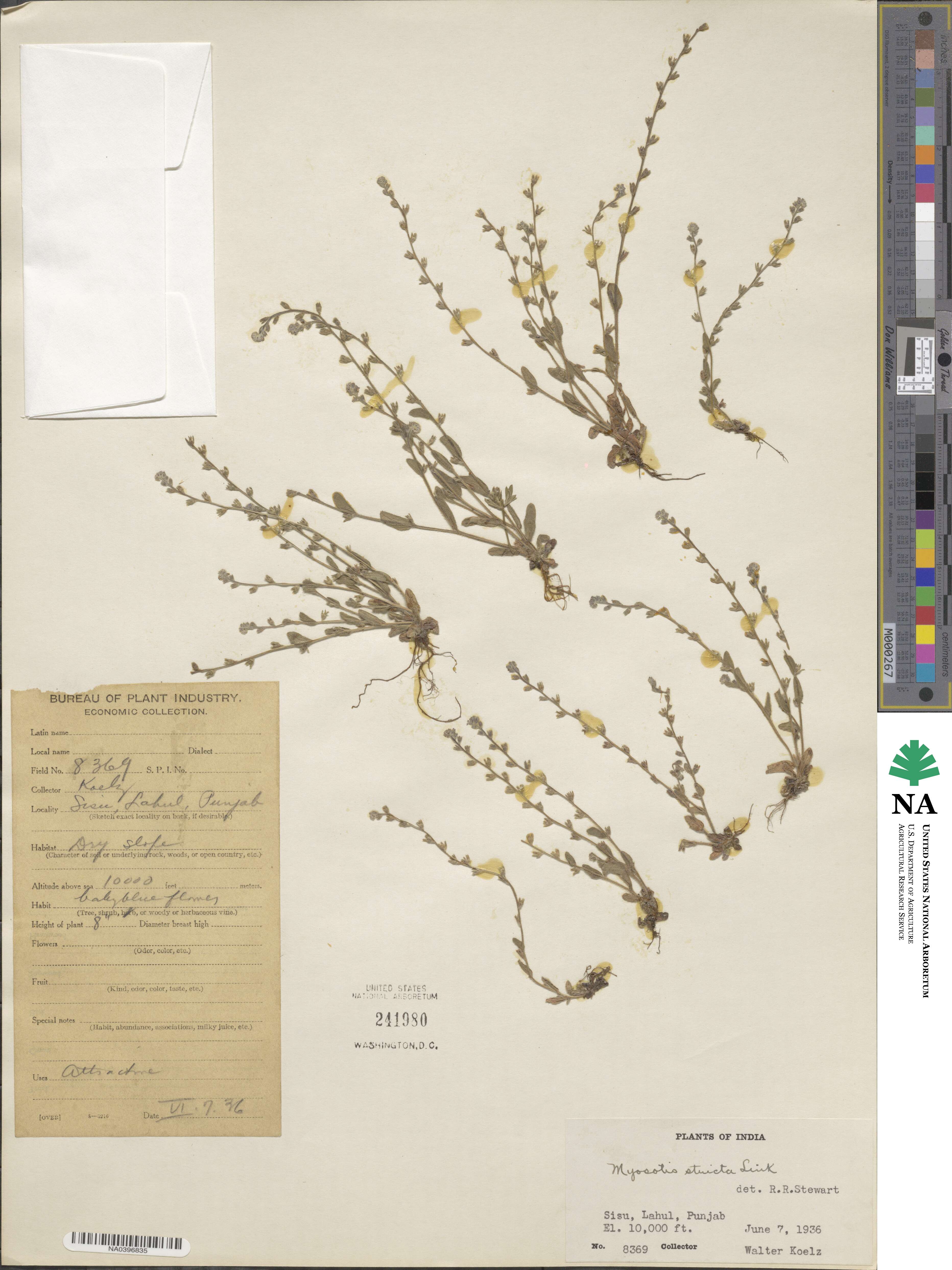 Myosotis stricta image