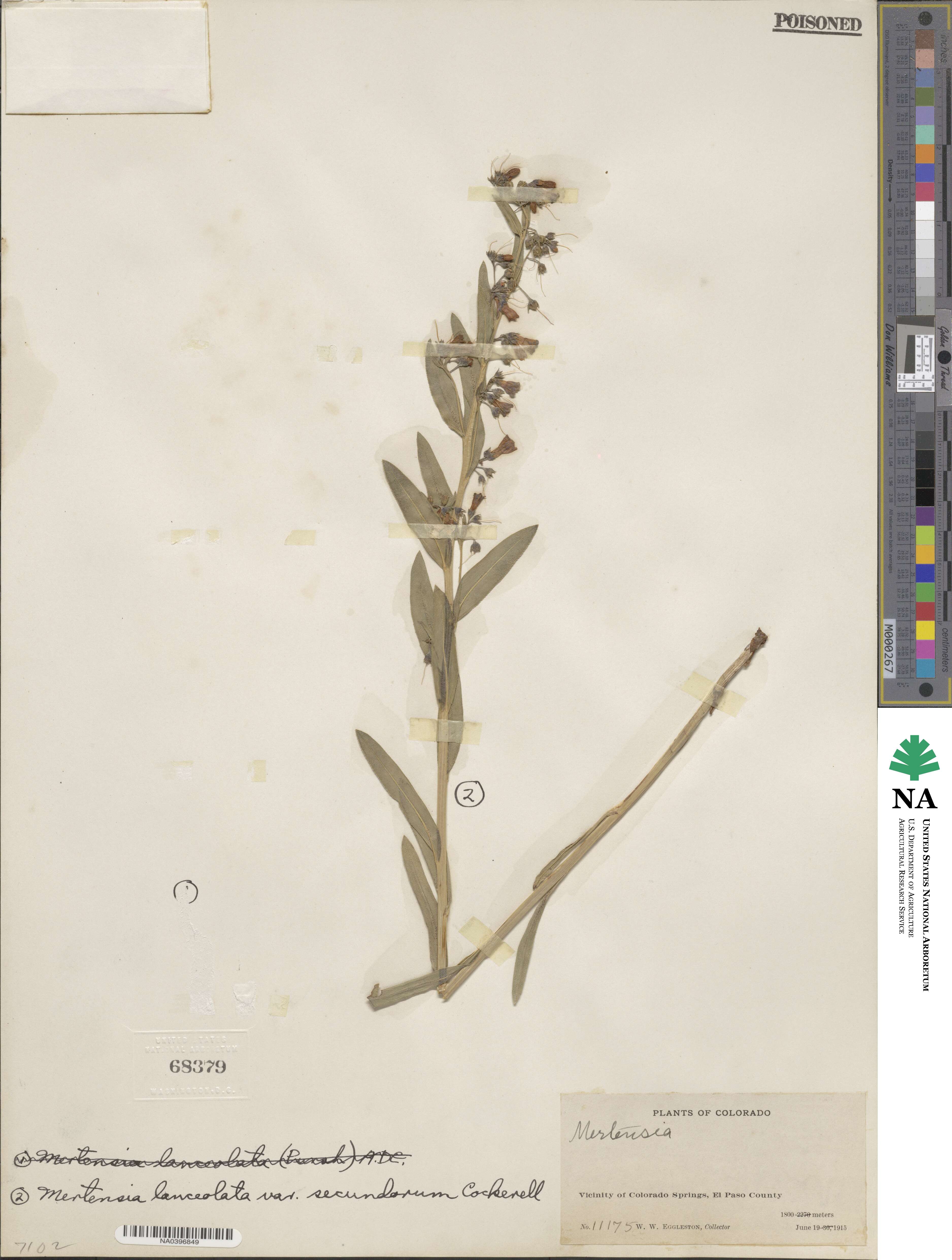 Mertensia lanceolata var. secundorum image
