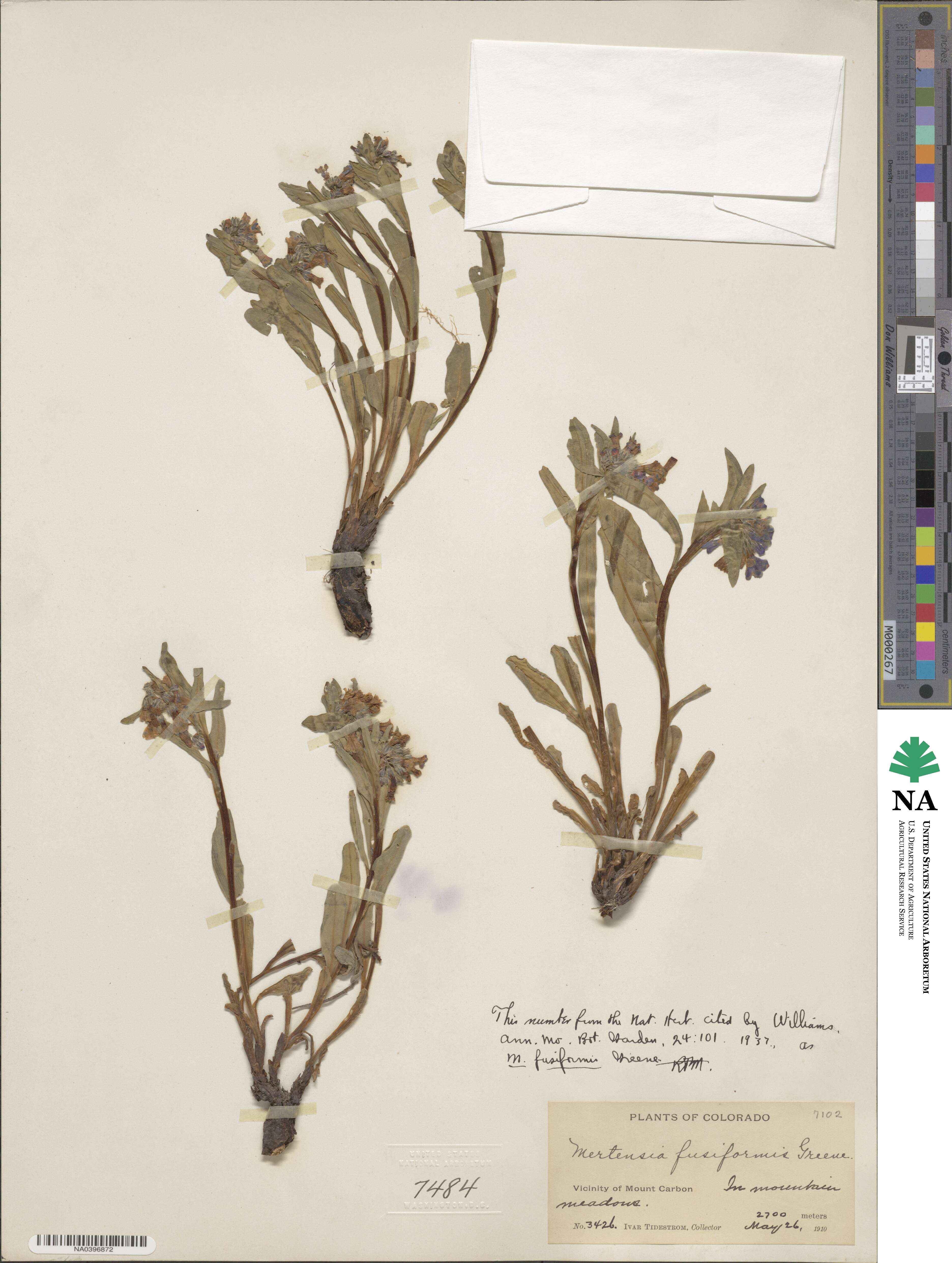 Mertensia oblongifolia image
