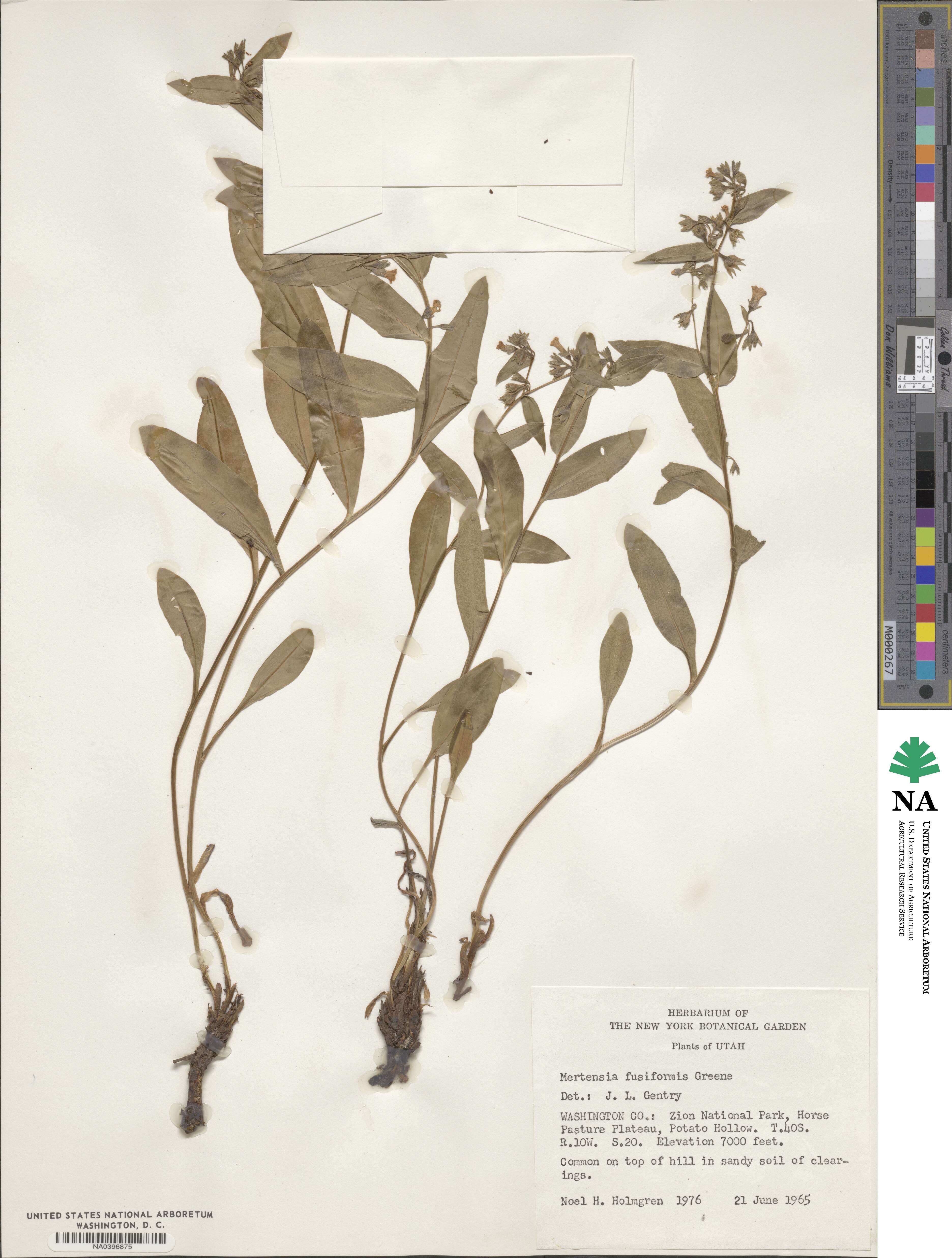 Mertensia oblongifolia image