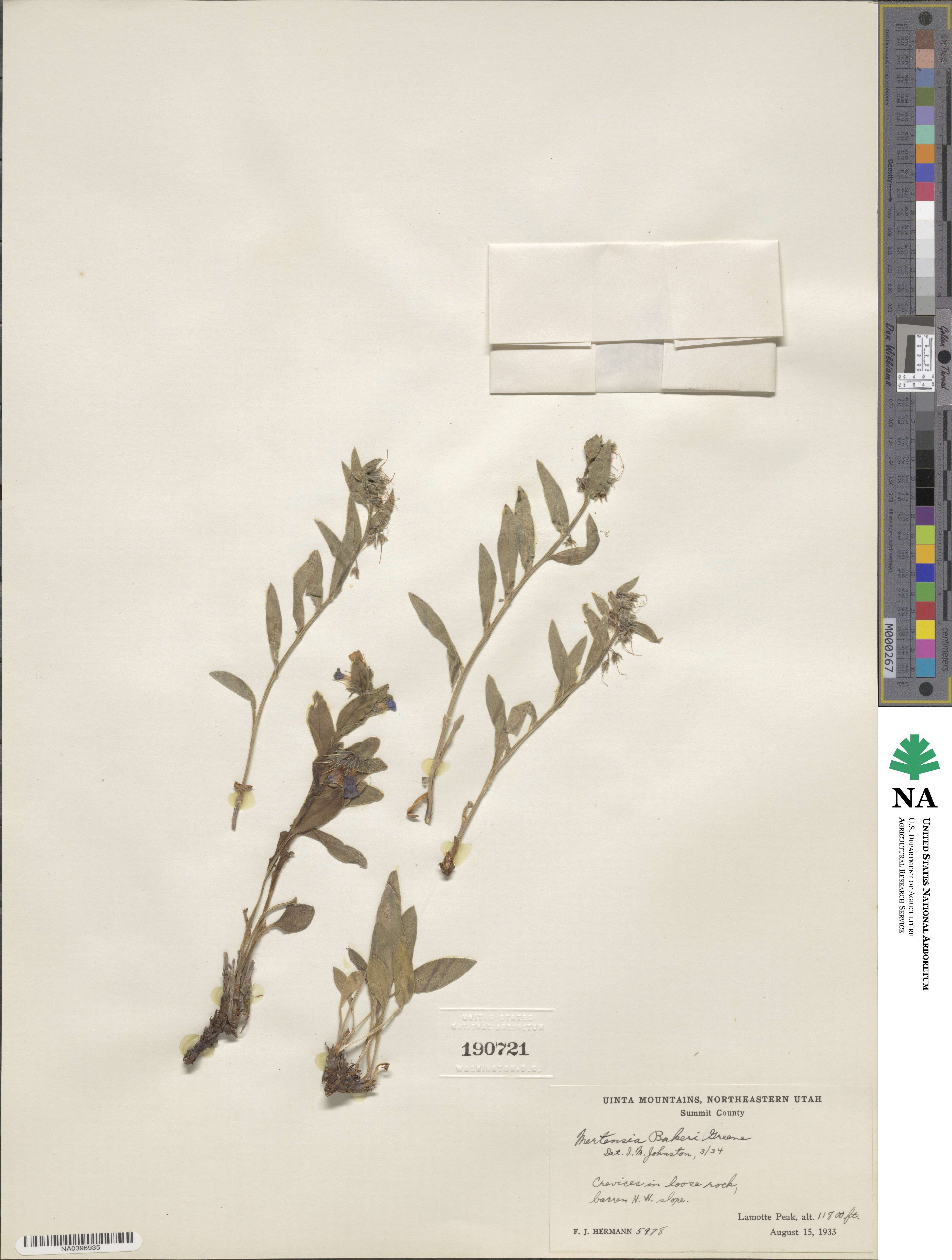 Mertensia oblongifolia image