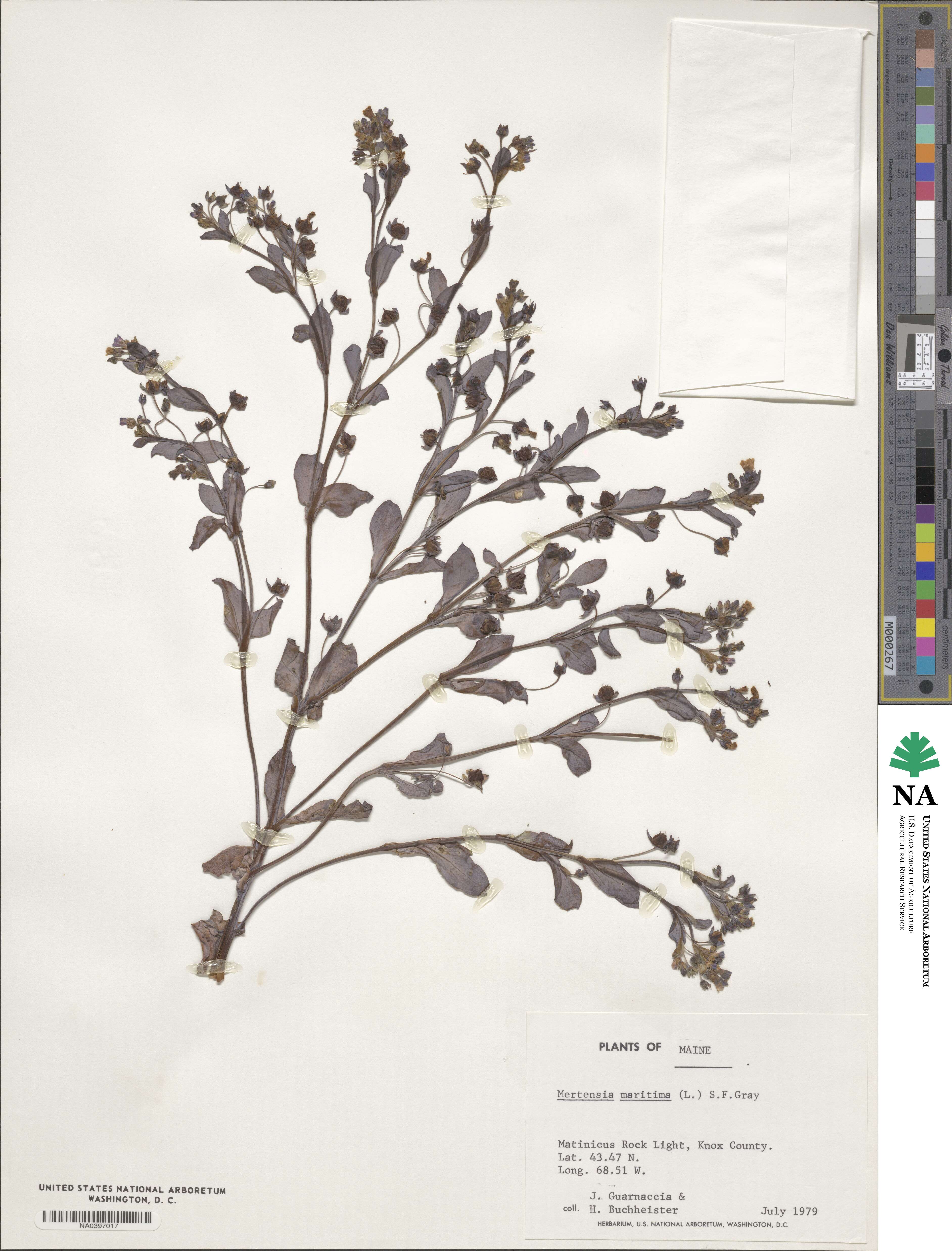 Mertensia image