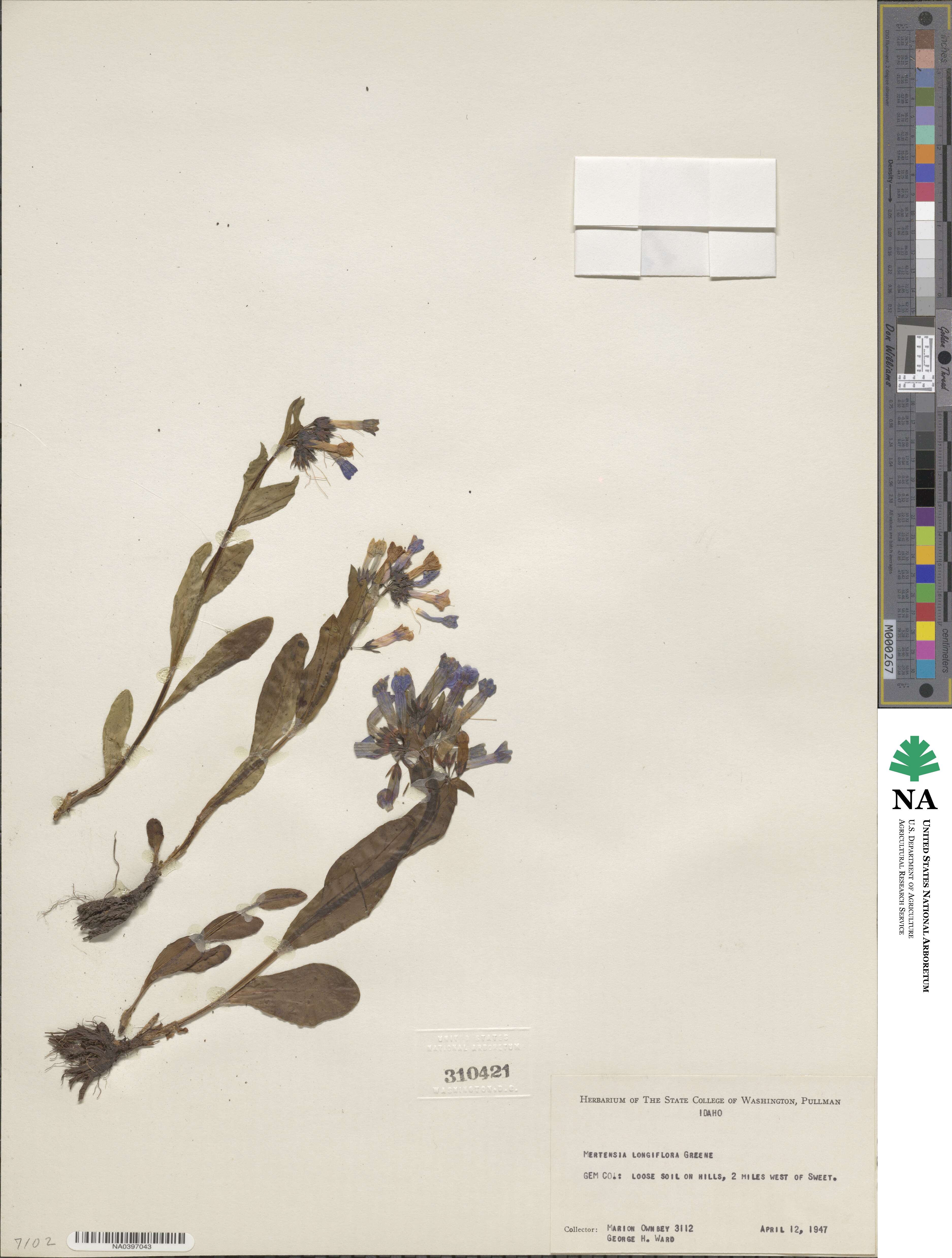 Mertensia longiflora image
