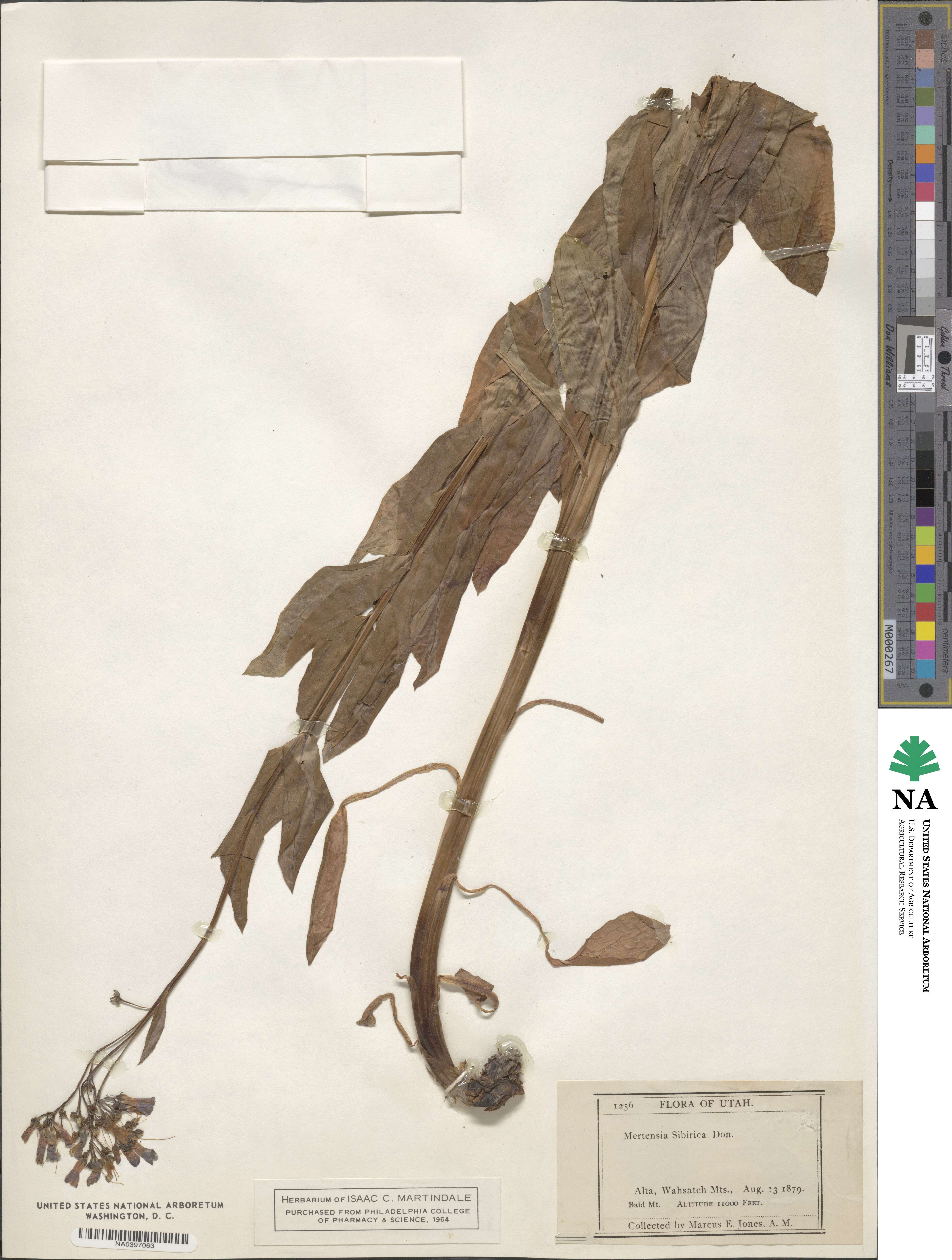 Mertensia sibirica image