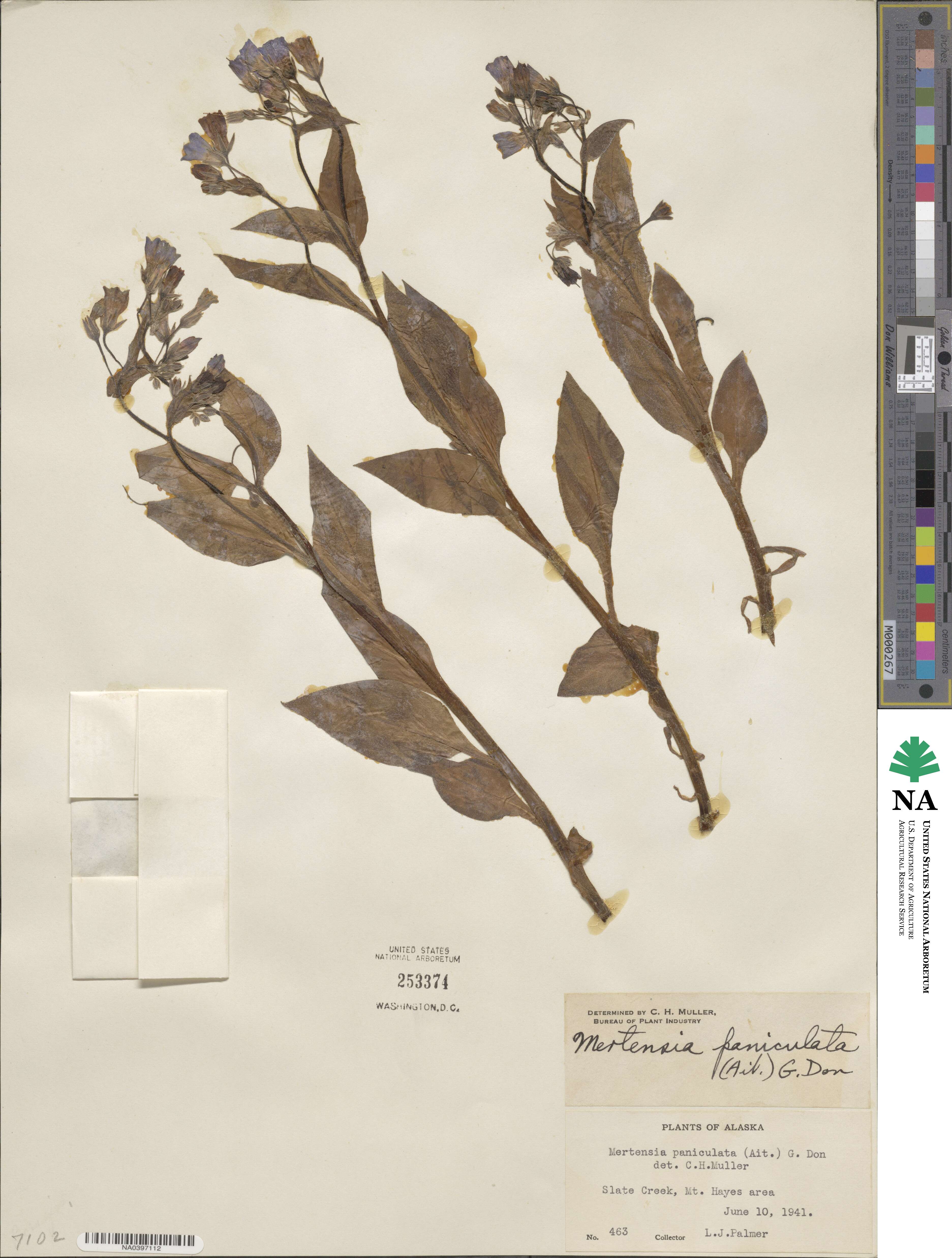 Mertensia paniculata image