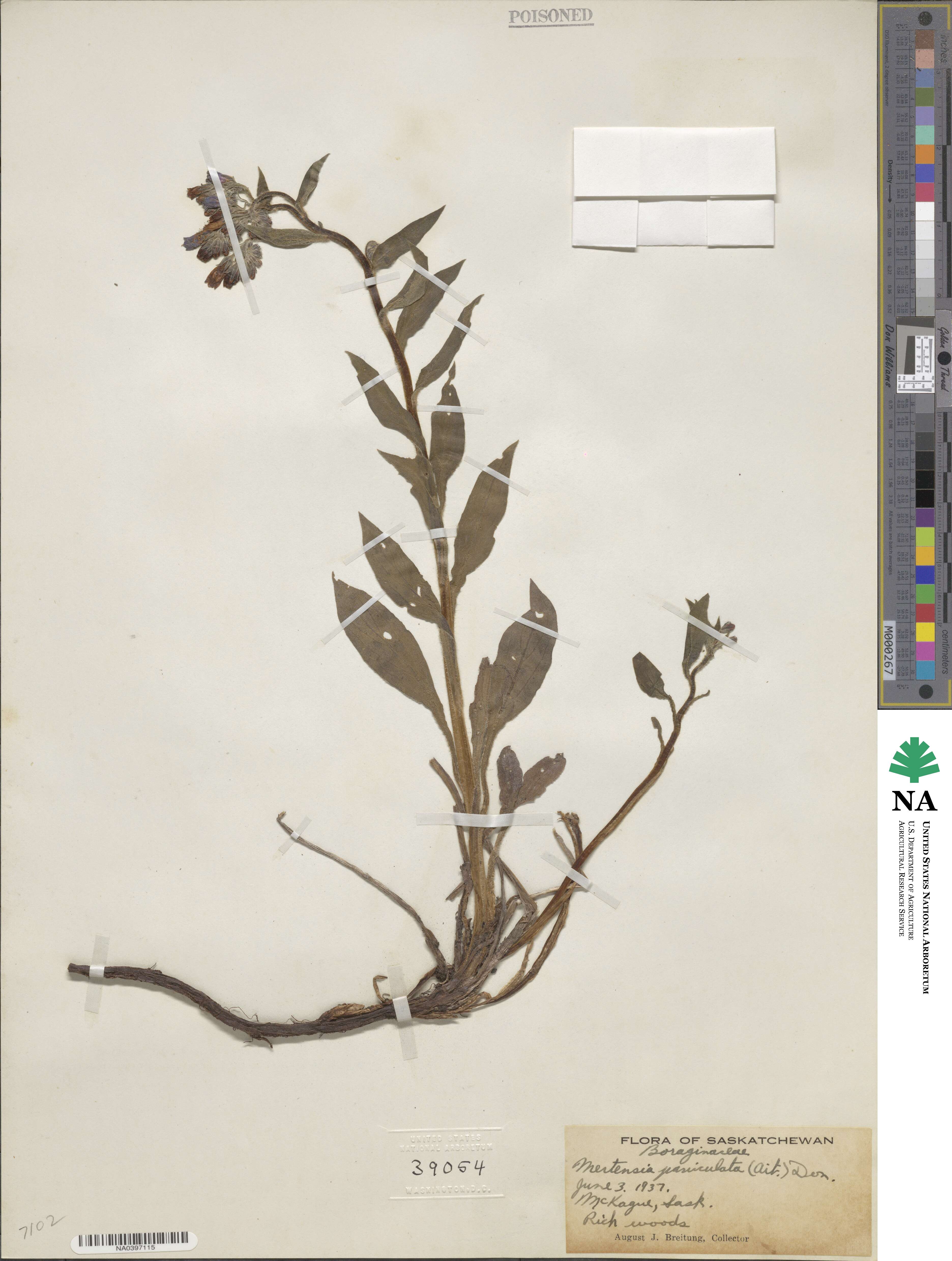 Mertensia paniculata image