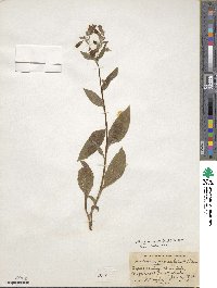 Mertensia paniculata image