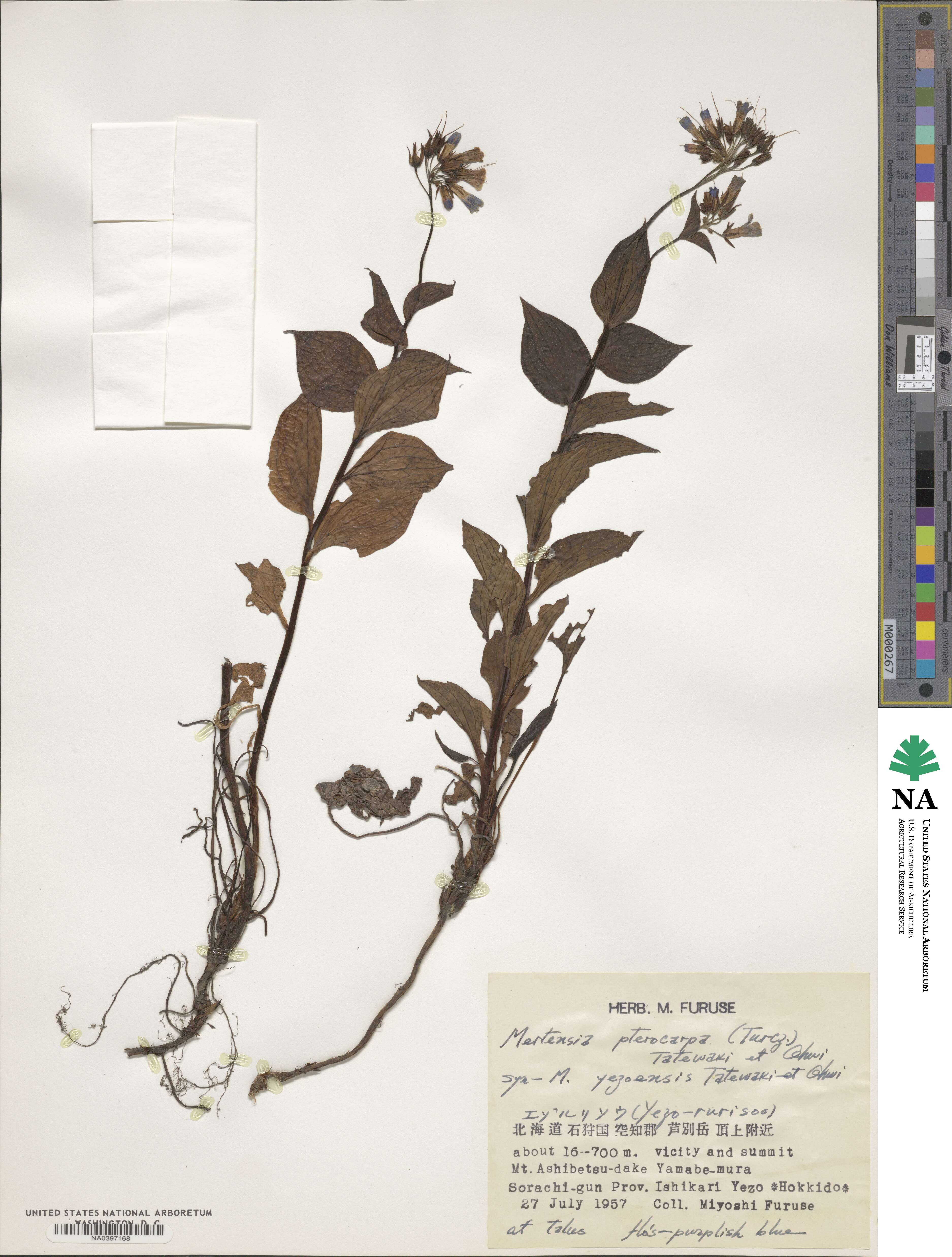 Mertensia pterocarpa image