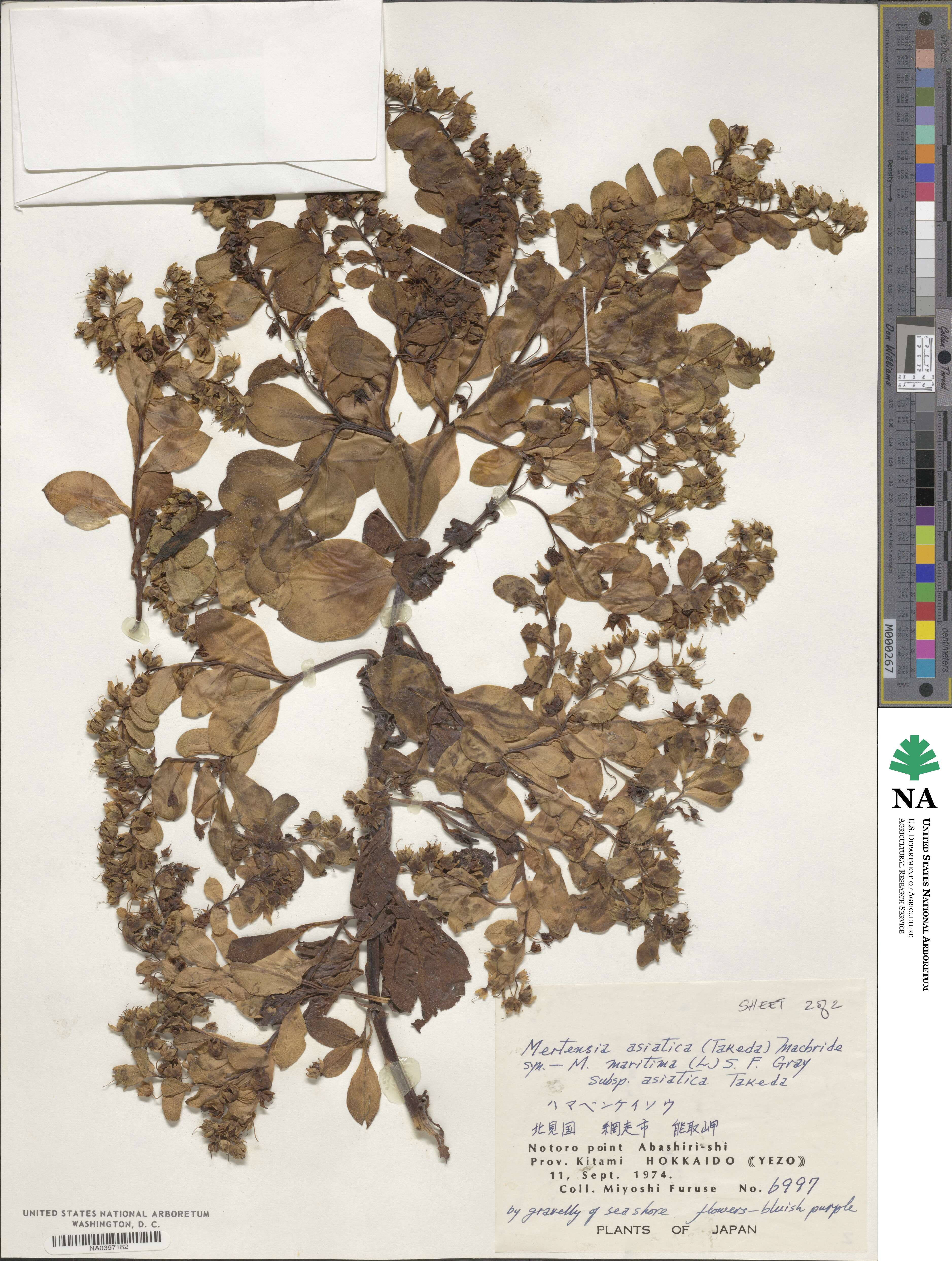 Mertensia maritima subsp. asiatica image