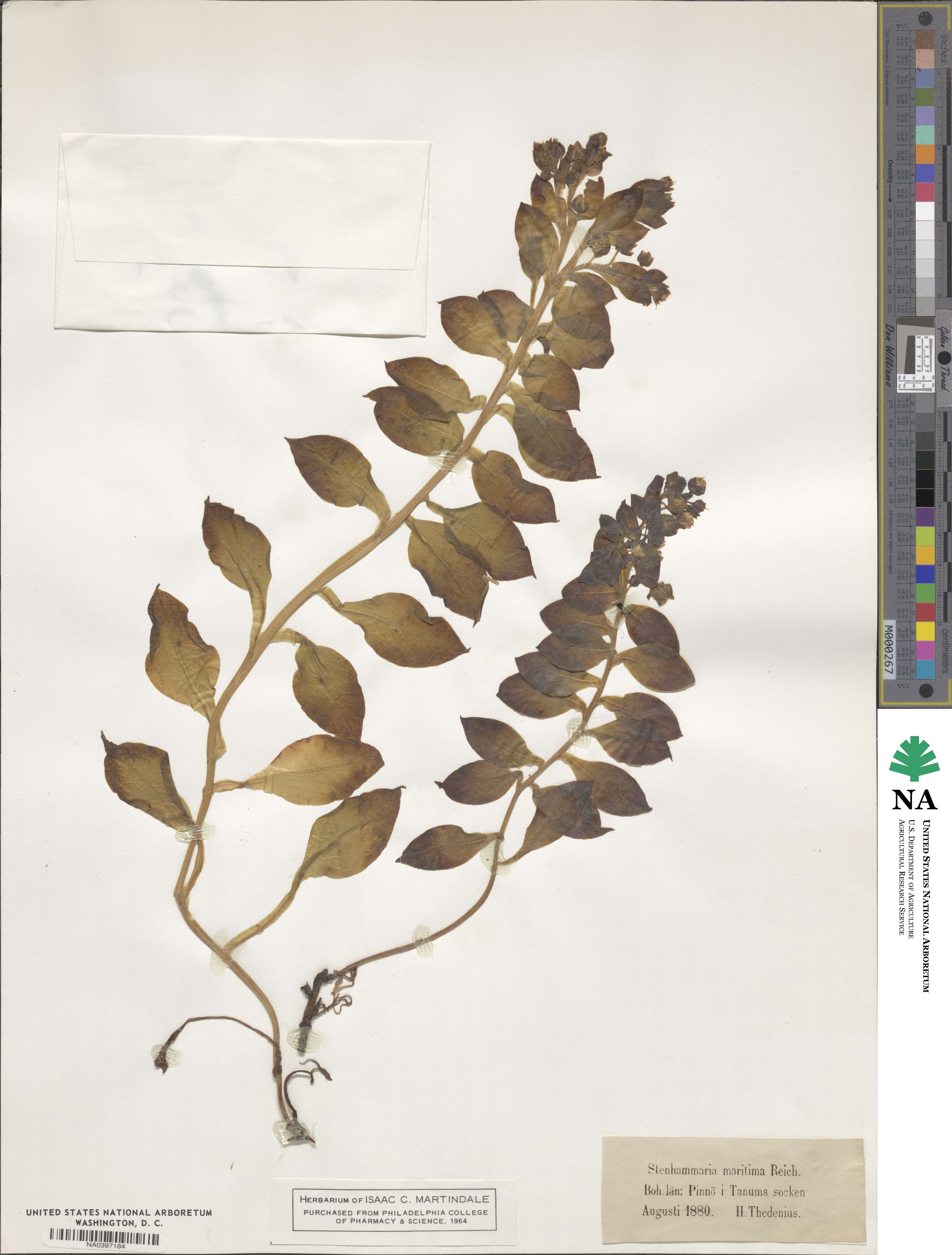 Mertensia maritima image