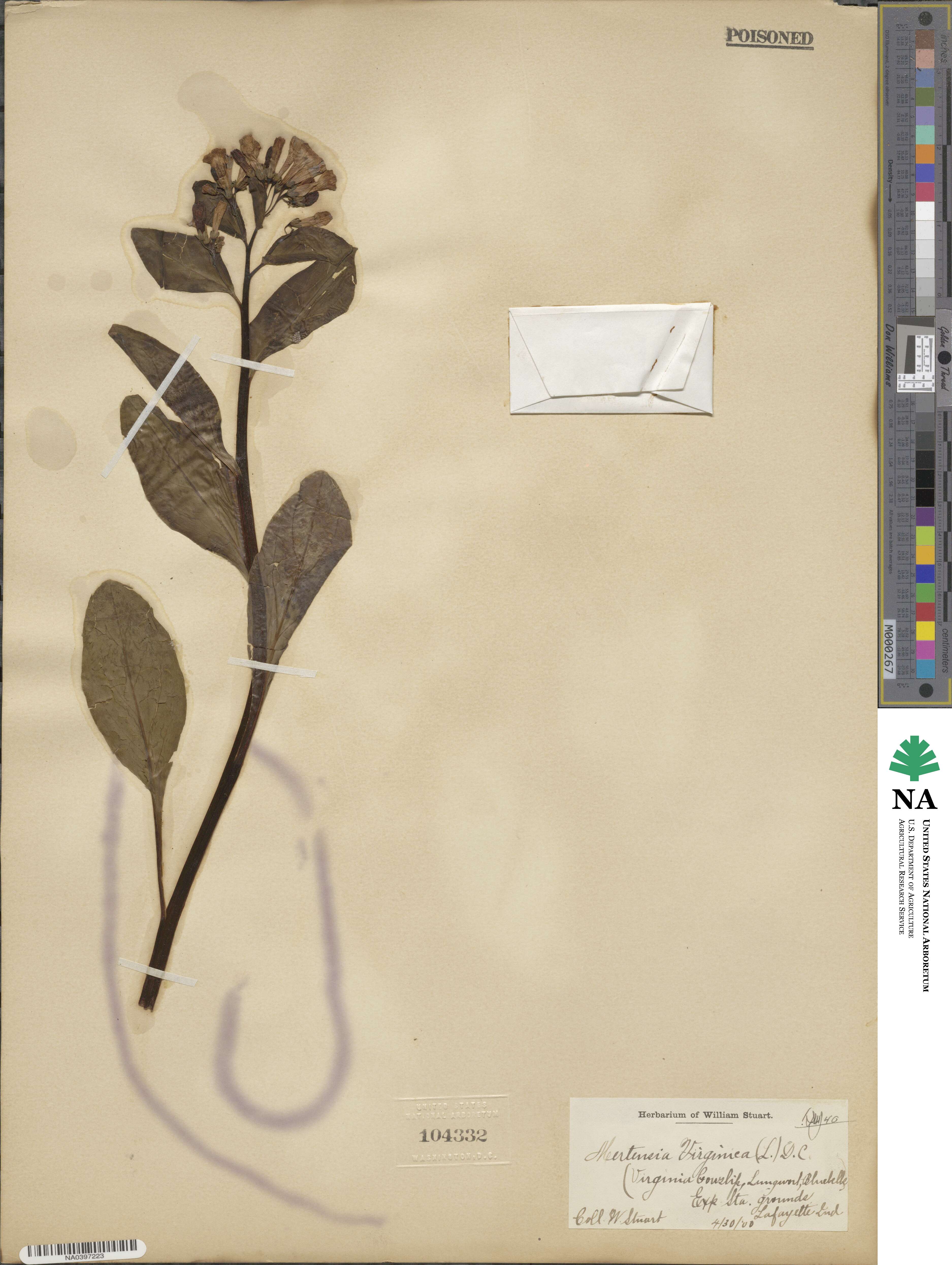 Mertensia virginica image