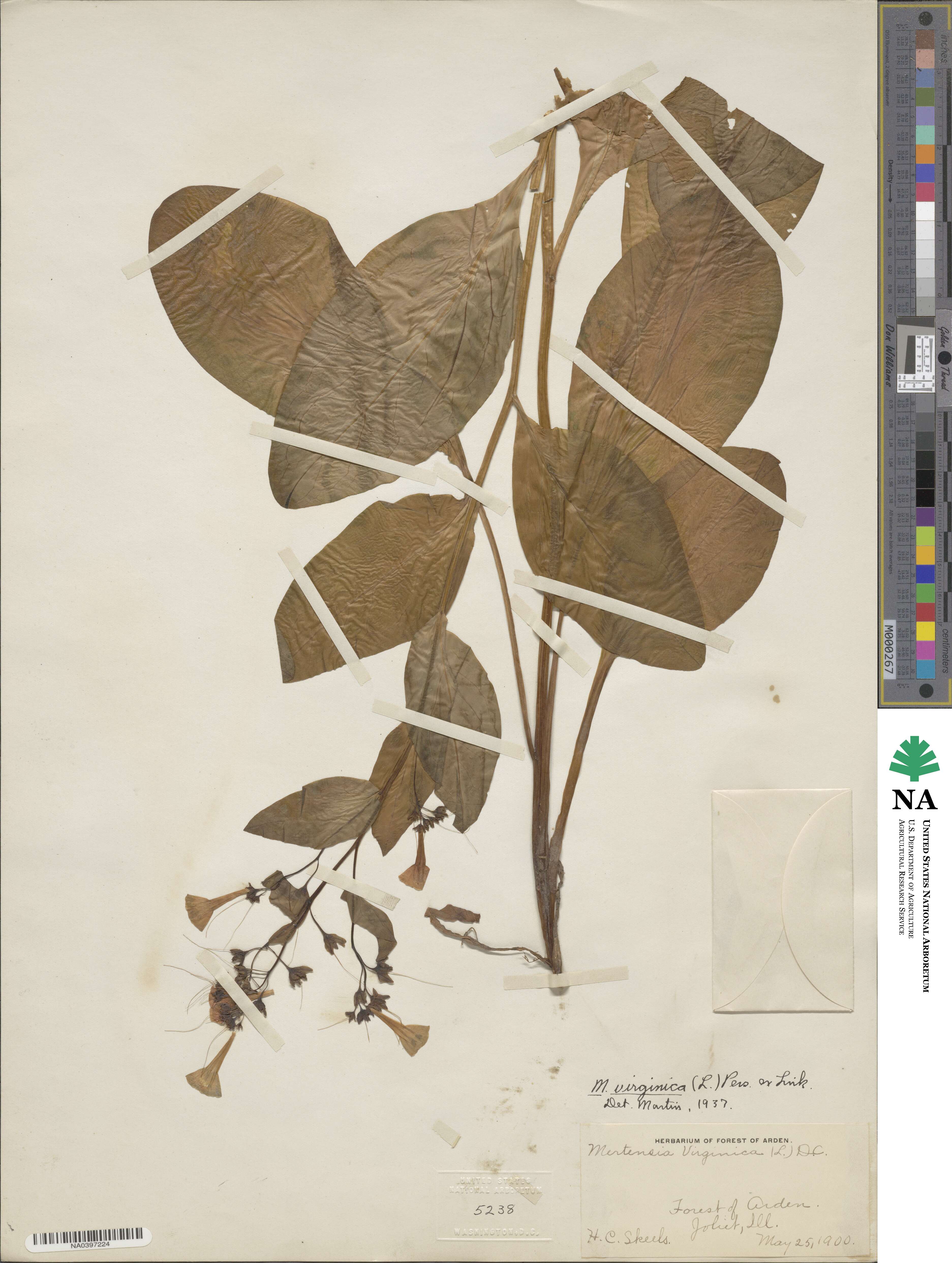 Mertensia virginica image