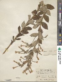 Lithospermum johnstonii image