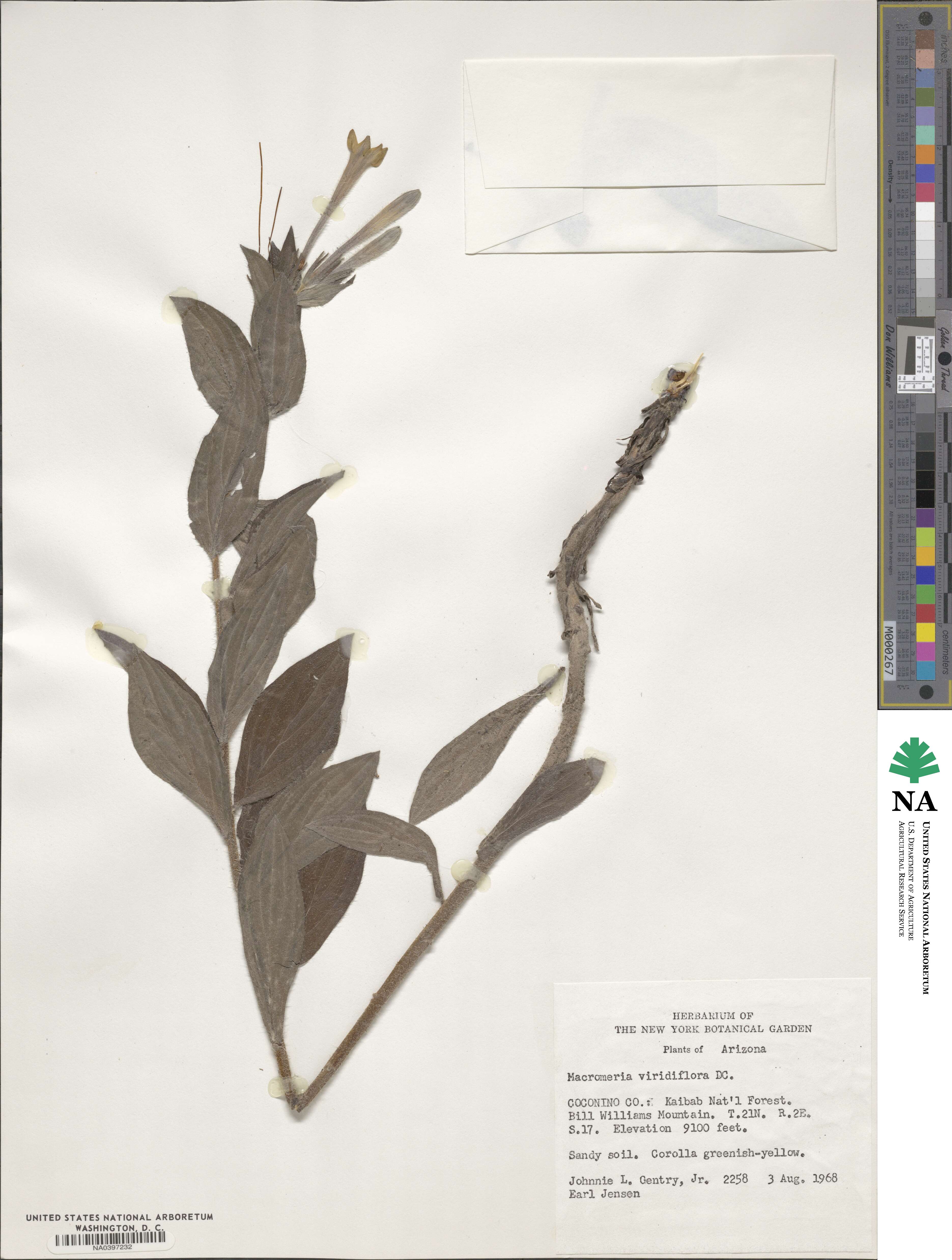 Lithospermum macromeria image