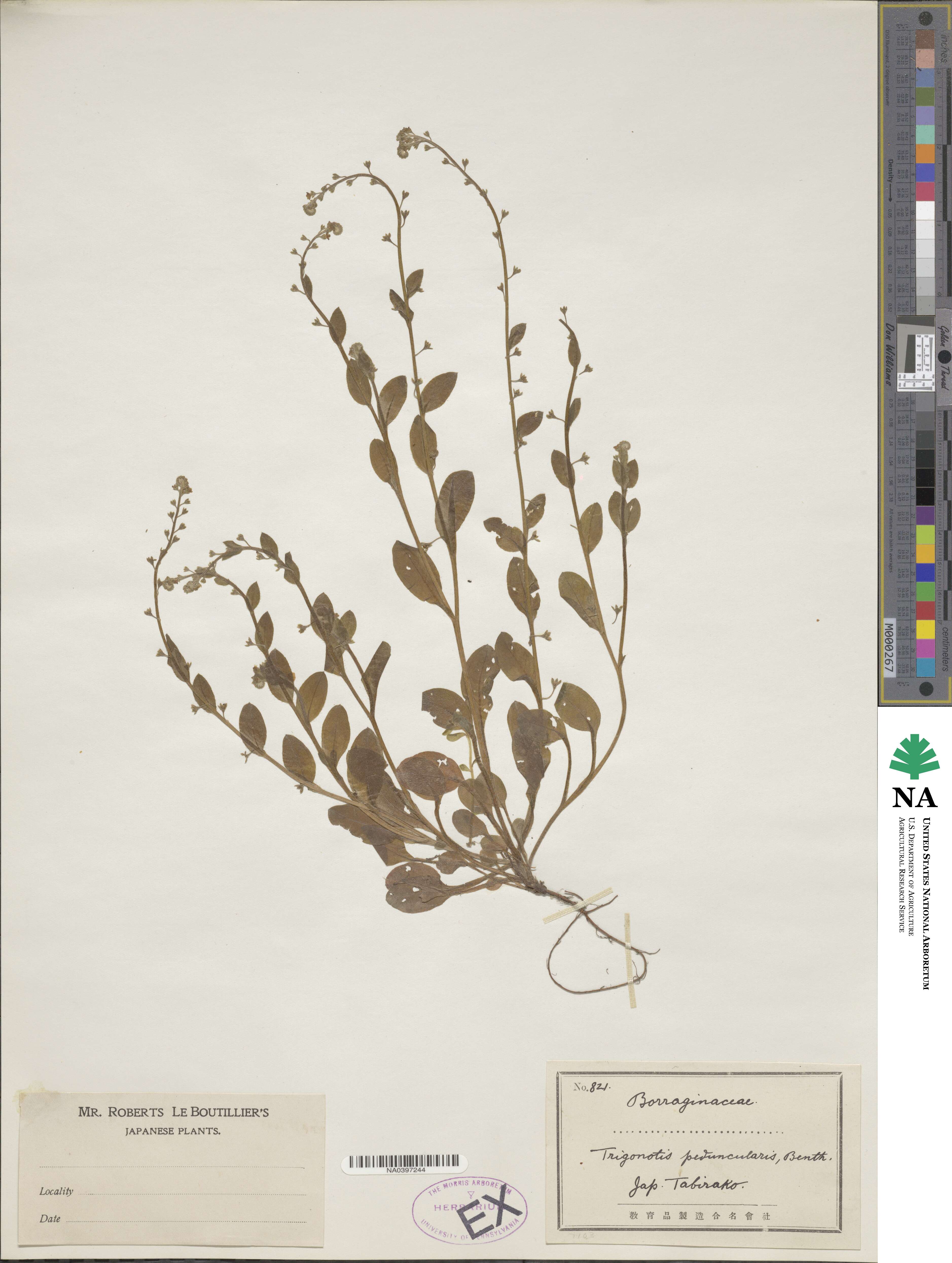 Trigonotis peduncularis image