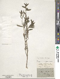 Lithospermum arvense image