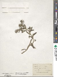 Lithospermum arvense image