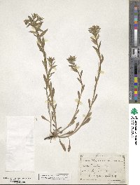 Lithospermum arvense image