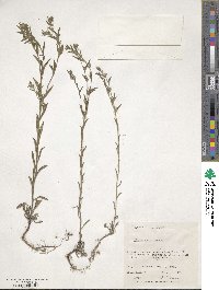 Lithospermum arvense image