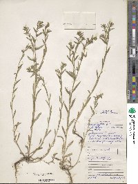 Lithospermum arvense image