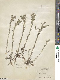 Lithospermum arvense image