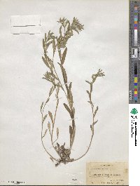 Lithospermum arvense image