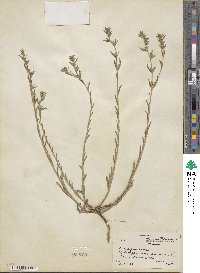 Lithospermum arvense image