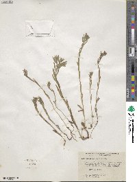 Lithospermum arvense image