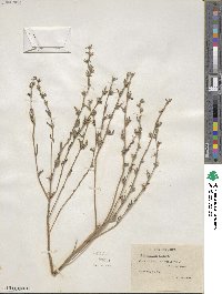 Lithospermum arvense image