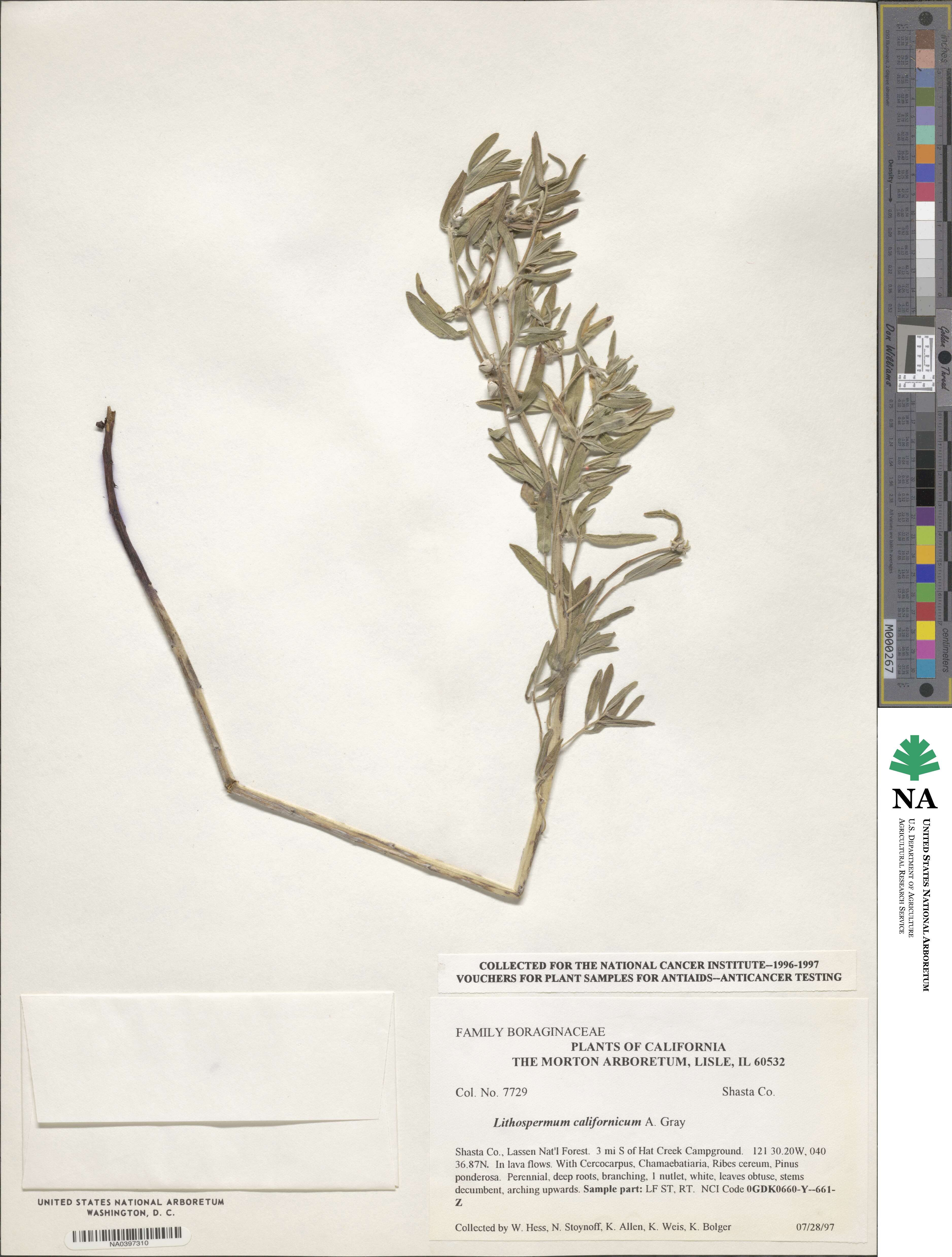 Lithospermum californicum image