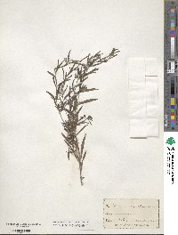 Lithospermum angustifolium image