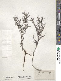 Lithospermum angustifolium image