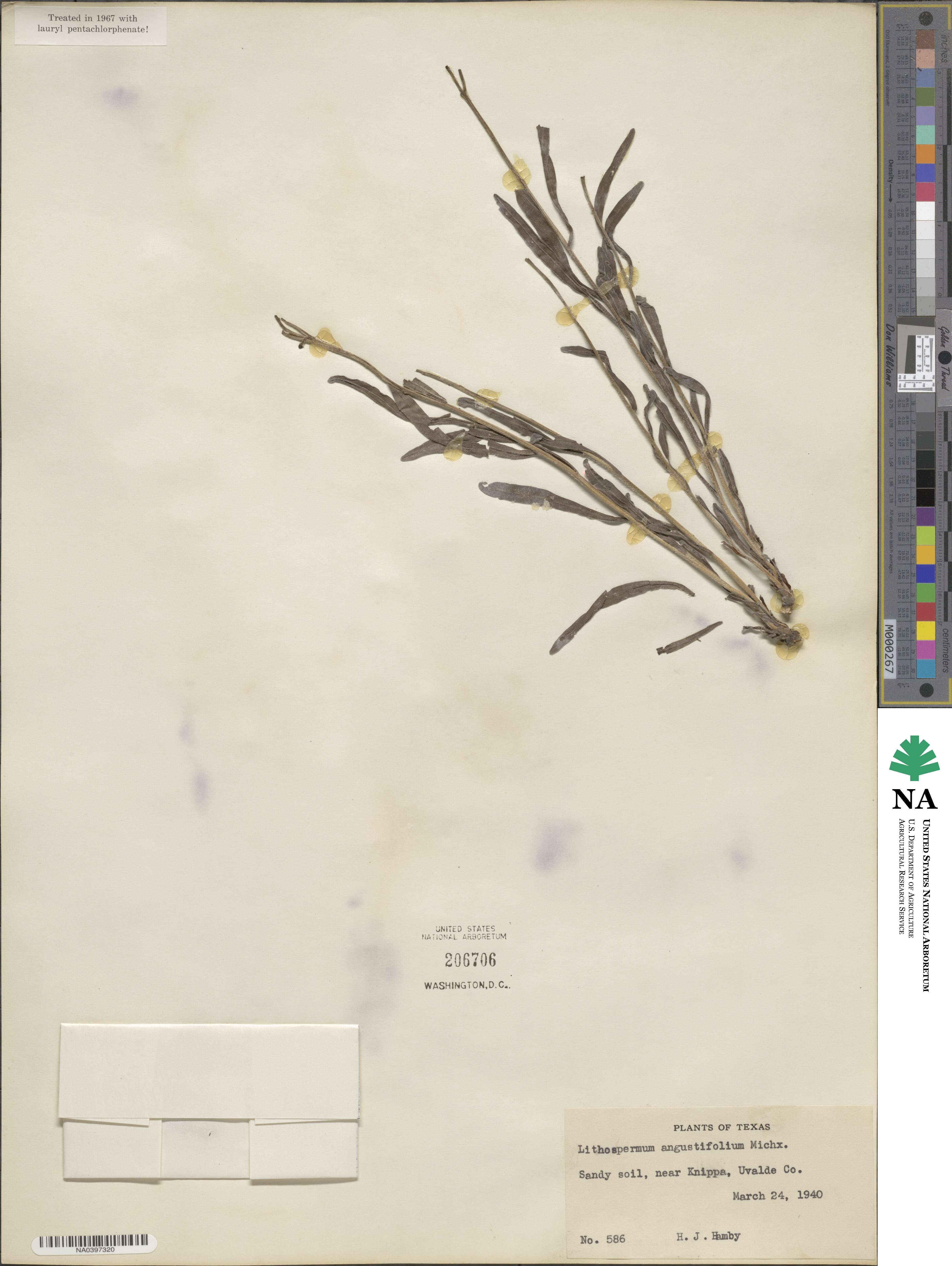 Lithospermum angustifolium image