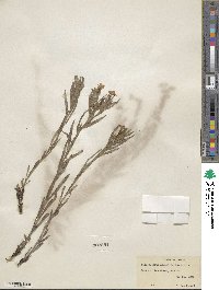 Lithospermum angustifolium image