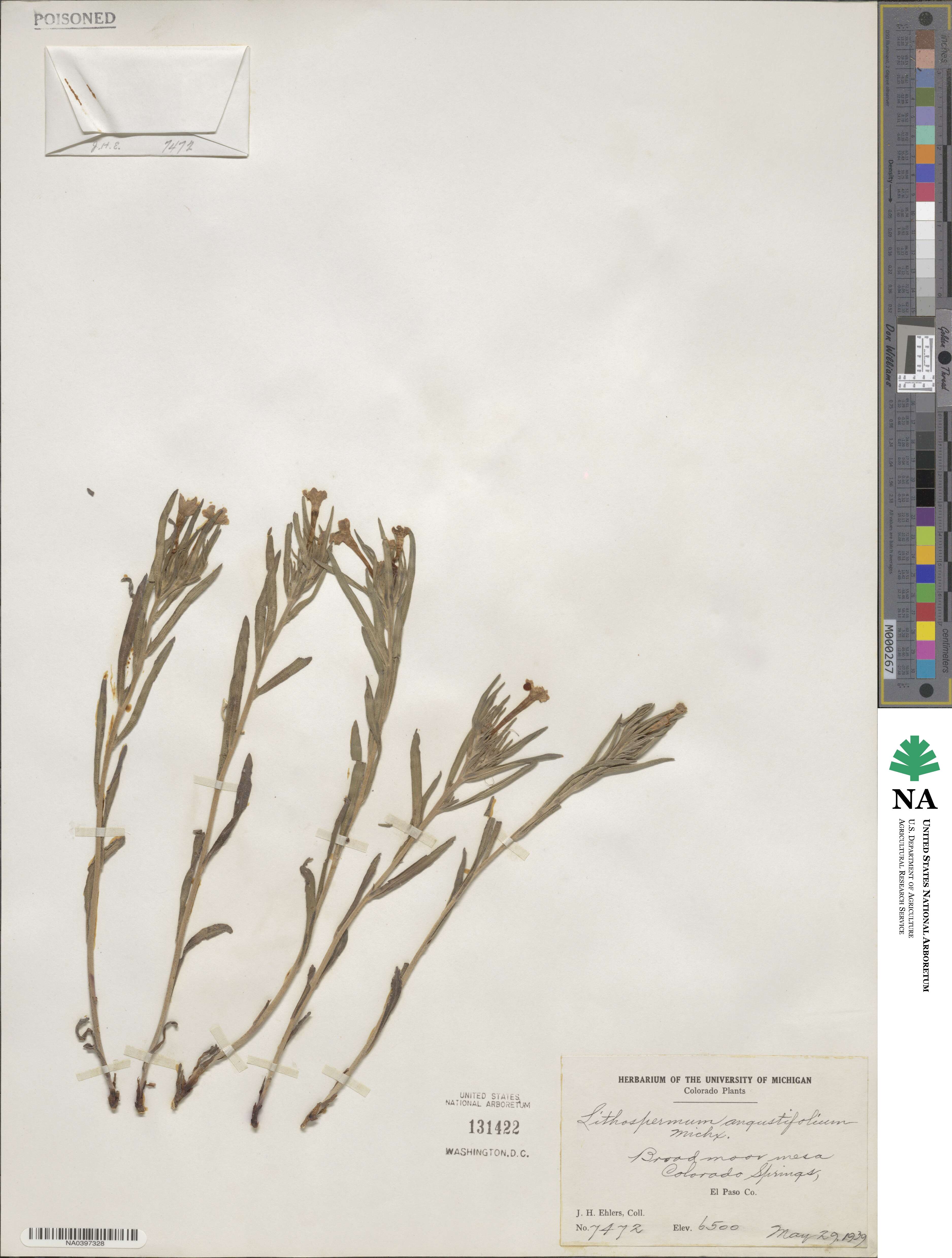 Lithospermum angustifolium image