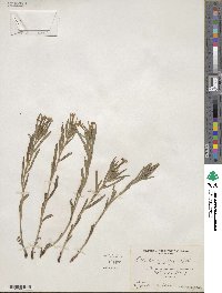 Lithospermum angustifolium image