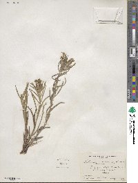 Lithospermum angustifolium image