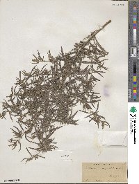 Lithospermum angustifolium image