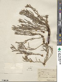 Lithospermum angustifolium image