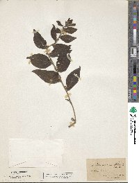 Image of Lithospermum latifolium