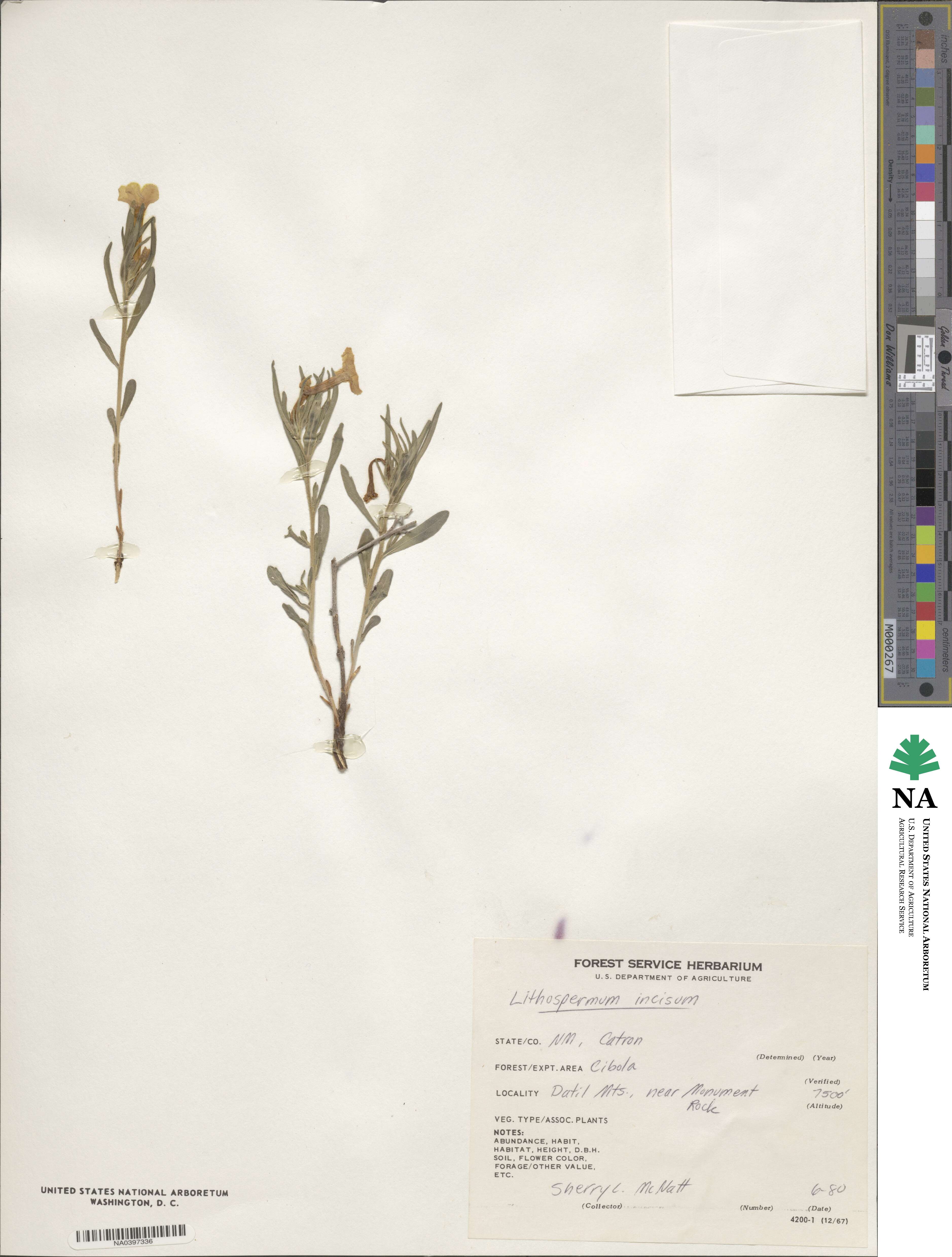 Lithospermum incisum image