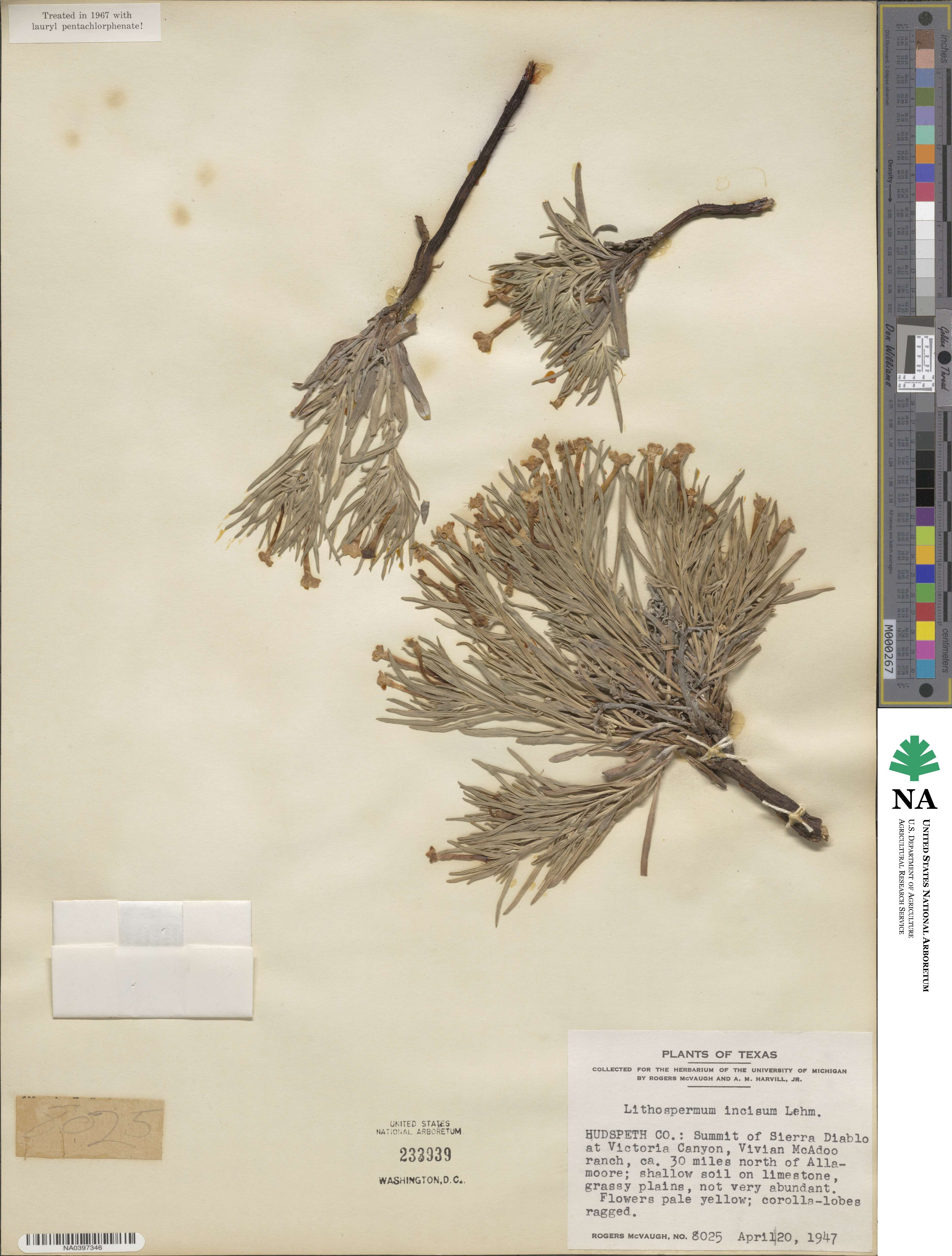 Lithospermum image