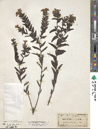 Lithospermum caroliniense image