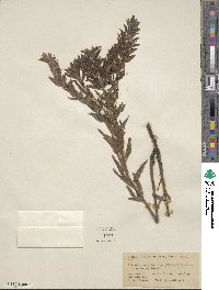 Lithospermum caroliniense image