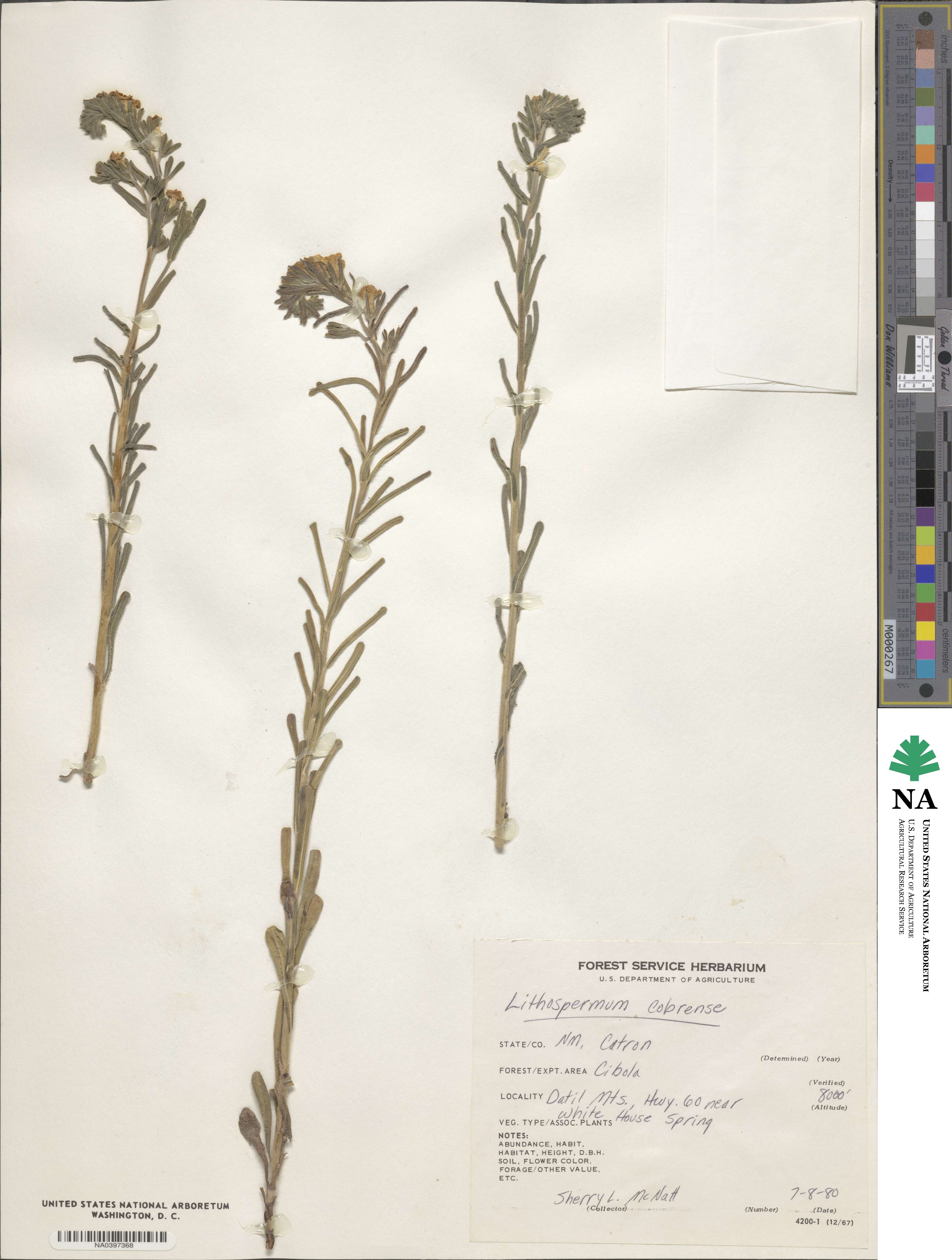 Lithospermum cobrense image
