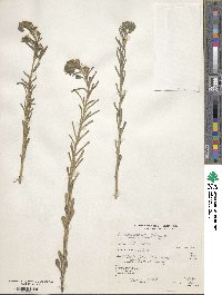 Lithospermum cobrense image