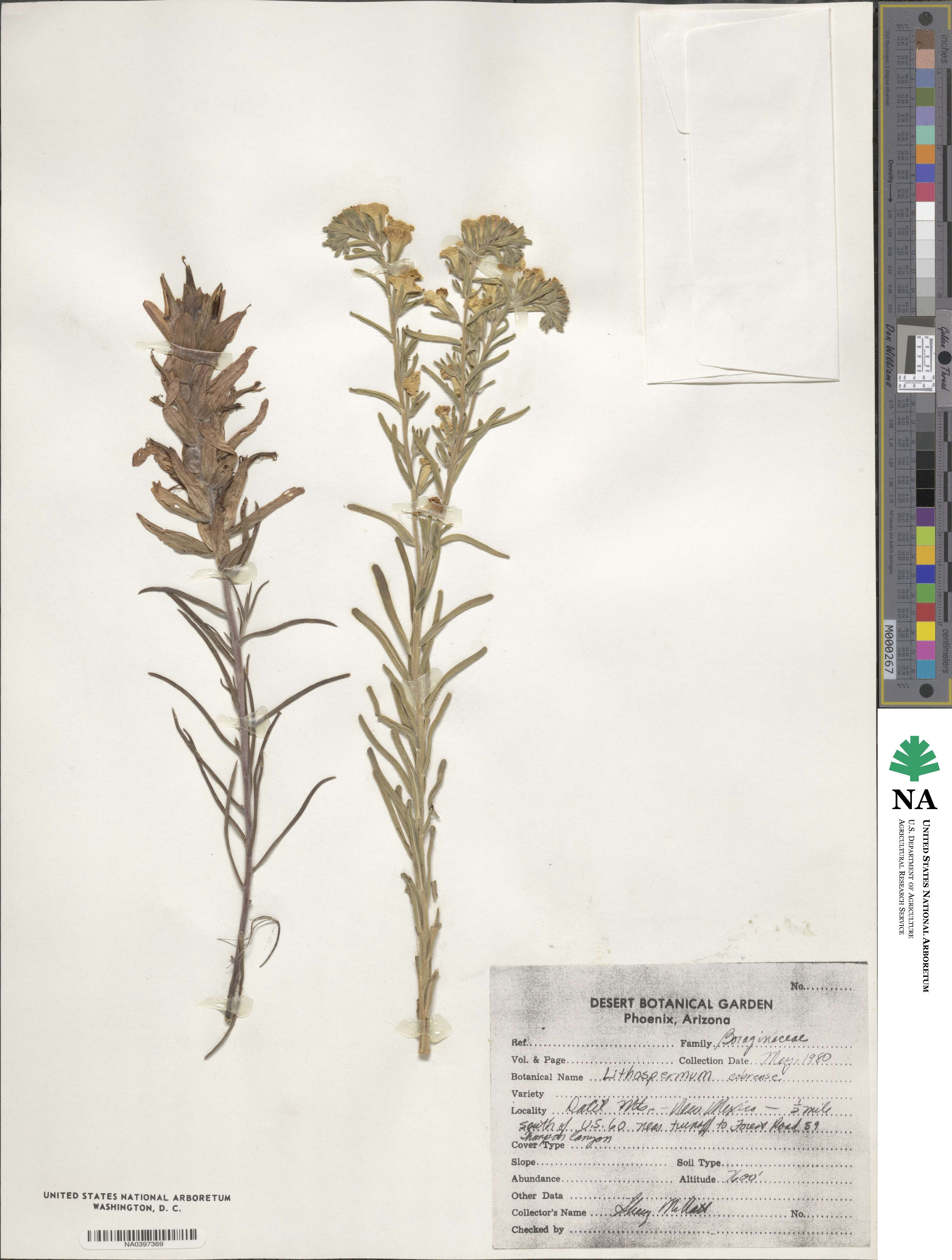 Lithospermum cobrense image