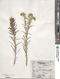 Lithospermum cobrense image